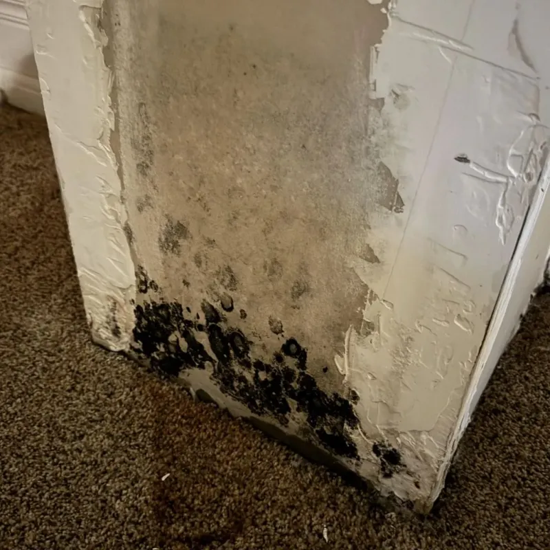 Professional Mold Removal in Bristol, VT
